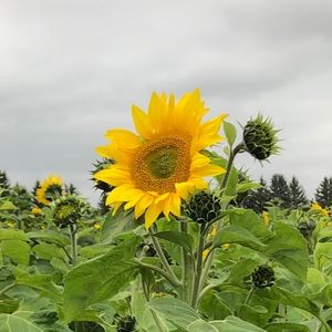 Meet your Posher, Carmen